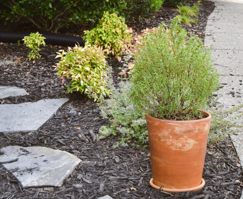 rosemary in terracotta