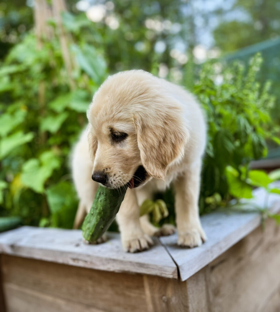 Libby the golden